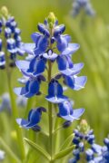 ai generated, bluebonnet, spring-8519623.jpg