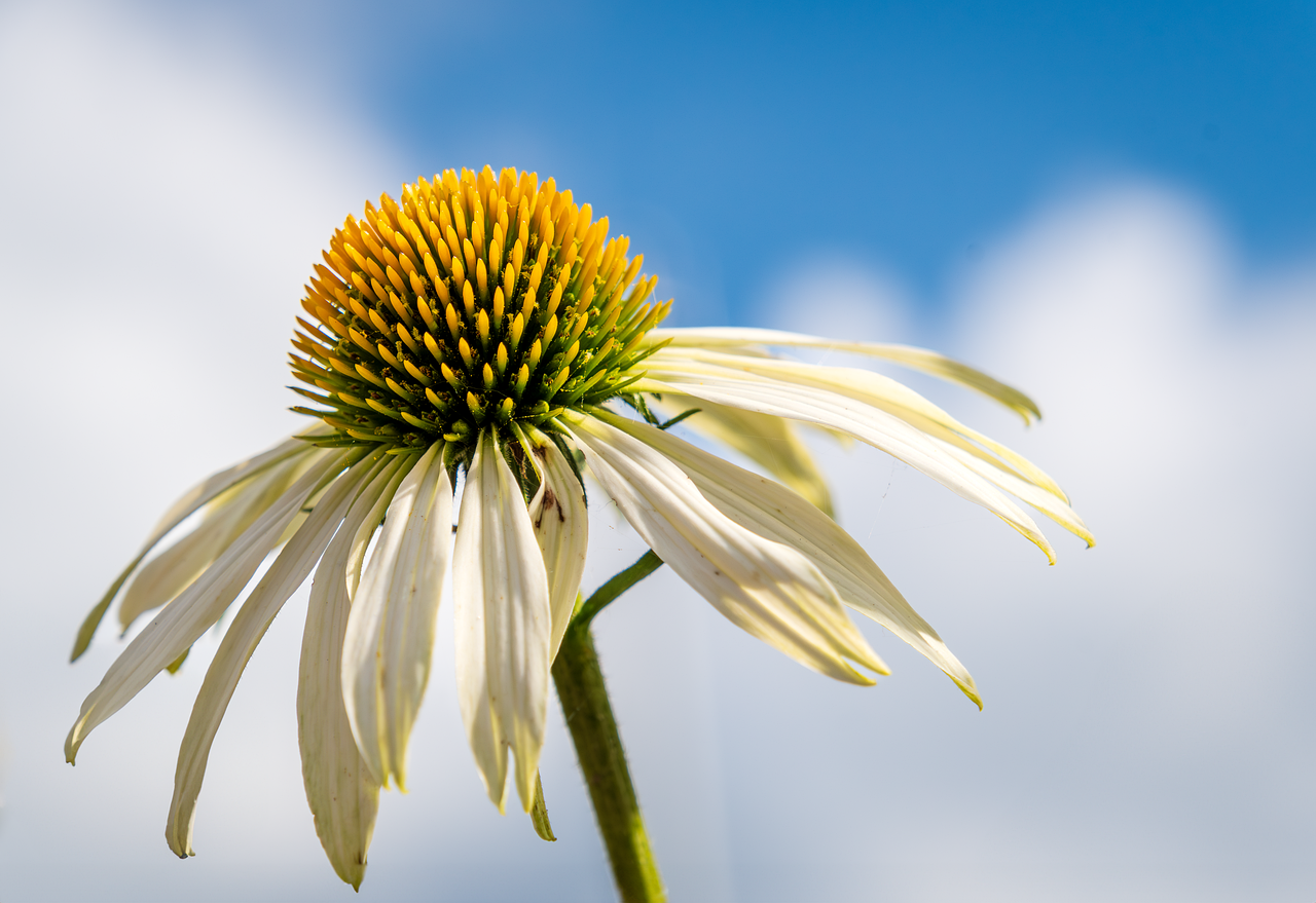 flower, echinacea, floral background-8514144.jpg